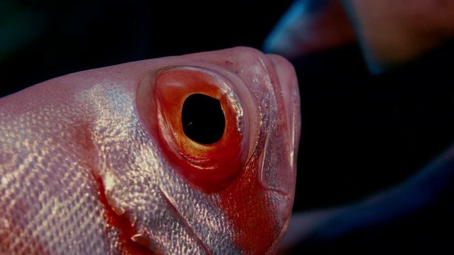 Crescent-tail bigeye (Priacanthus hamrur) portrait head, eye and fin, showing one large eye, WAKATOBI, Indonesia, slow motion