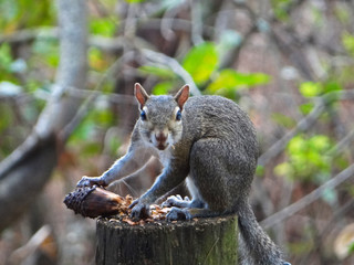 Naklejka na ściany i meble Eastern Gray Squirrel having lunch.