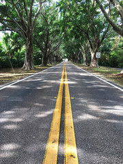 Lane of Banyan trees in Florida.