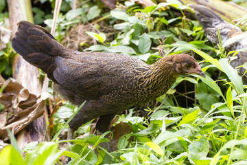 Chicken eating green grass in yard, island Bali, Indonesia