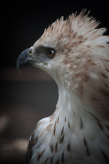 Changeable Hawk Eagle