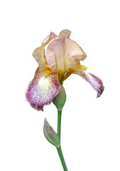 iris flower