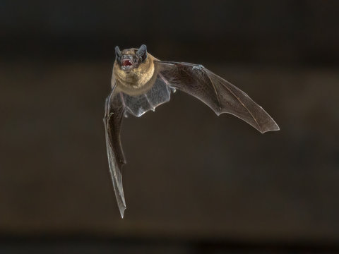 Flying Pipistrelle bat on wooden attic