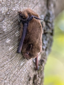 Nathusius pipistrelle bat on tree