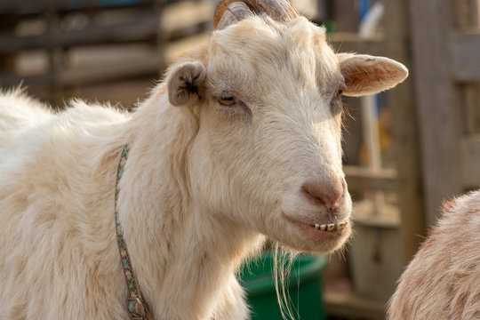 Goat showing teeth