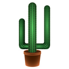 Isolated cactus image