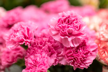 カーネーション