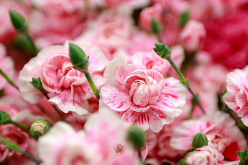 カーネーション