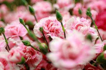 カーネーション