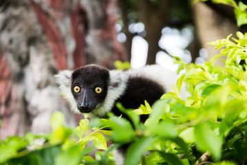 Black-and-white Ruffed Lemur
