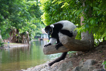 Black-and-white Ruffed Lemur