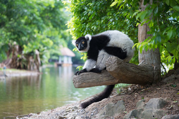 Black-and-white Ruffed Lemur