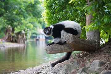 Black-and-white Ruffed Lemur