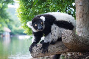 Black-and-white Ruffed Lemur