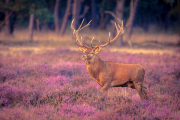 Obraz premium Duże poroże samca jelenia jelenia
