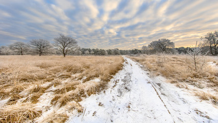 Fototapeta premium Path through Winter heathland landscape panorama Assen Drenthe