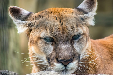 Closeup of Cougar