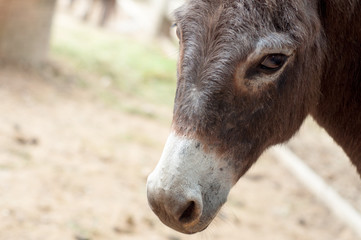 Donkey eye