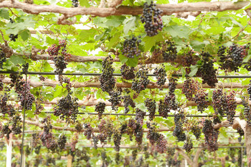 Red ripe grapes in the garden 