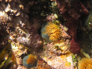 Anemones and corals