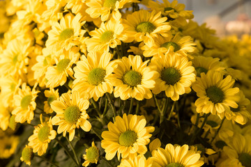 Beautiful yellow Mums or Chrysanthemums.