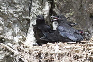 large Raven chicks sitting in a nest on a rock on a rocky hillside