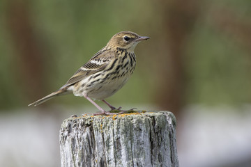 PECHORA PIPIT sitting on a wooden pole in a summer day in the tundra