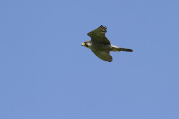 Peregrine Falcon flying around the rocks on a summer sunny day in the blue sky