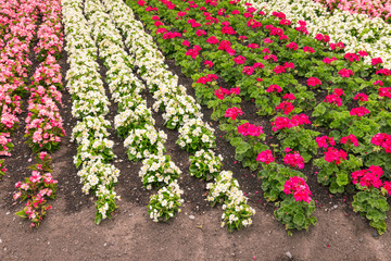 pink and white wax begonia and purple pelargonium flowerbed