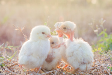 Chicks with warm sunshine in winter