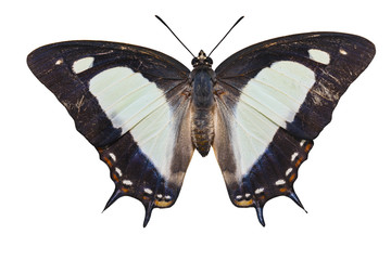 Isolated common nawab butterfly ( Polyura athamas )  on white
