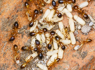 Red imported fire ants (Solenopsis invicta) or simply RIFA take care their eggs
