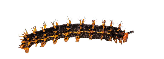 Isolated caterpillar to chrysali of great eggfly butterfly ( Hypolimnas bolina Linnaeus ) on white with