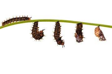 Isolated transformation from caterpillar to chrysalis of great eggfly butterfly ( Hypolimnas bolina Linnaeus ) on white