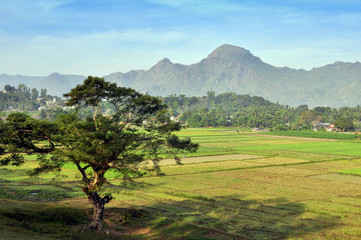 Alone tree on paddy field (Уединенное дерево на рисовом поле)