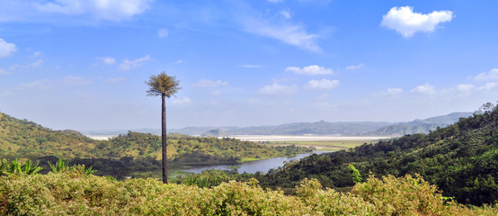 Alone palm tree near Tambo Lake (Уединенная пальма недалеко от озера Тамбо)