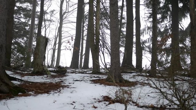 Camera pans over foggy snowy morning in Western Pennsylvania forest