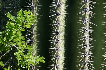 Closeup of cactus spines with green leaves
