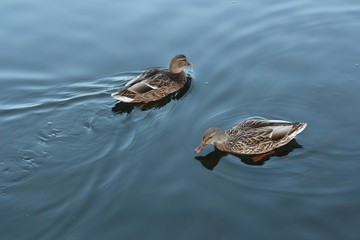 ducks swimming big bear