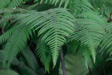 Green fern tree in the in a big forest
