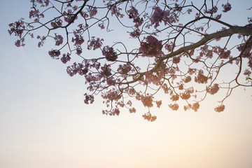 Pink flowers of tree on the winter season in Thailand.In concept flowers for background,nature.