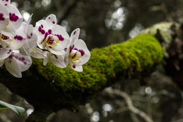 Orchids in the woods 2