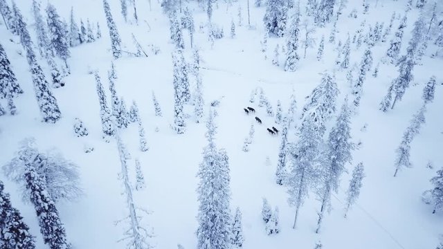Aerial view of tourists dogsledding in the white and frozen arctic winter of Finnish Lapland. Riisitunturi, Ruka, Finland.