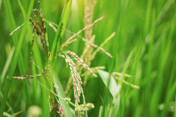 Rice on green field.