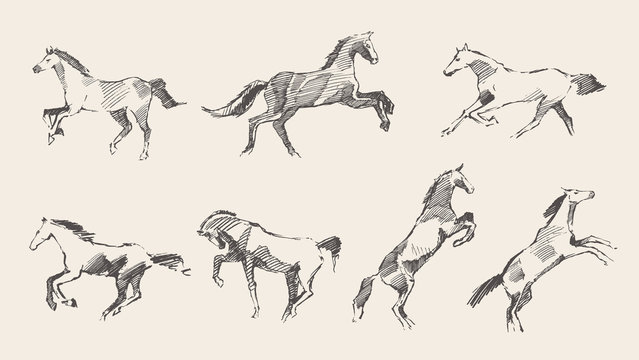Set hand drawn horses vector illustration sketch