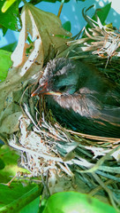 A baby bird in the nest