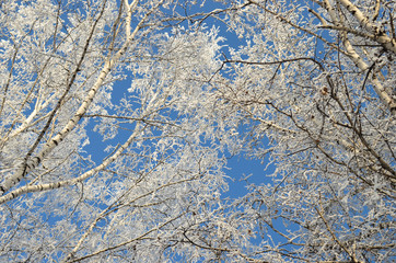 Winter. There are branches of trees against the sky