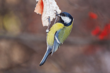 The titmouse found food