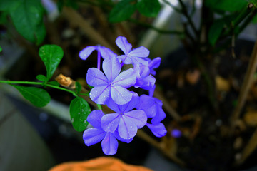 cape leadwort, white plumbagoม ฺ blue and white flower