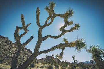 Joshua Tree